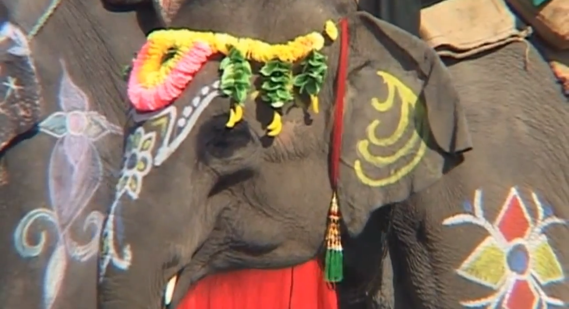 Nepal, elefantfestival, Elefanter, Skönhetstävling
